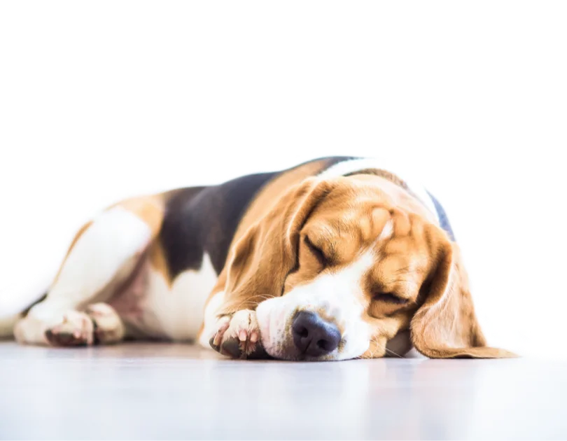 Cool Pet Homeの中で眠るビーグル